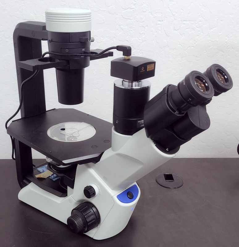 CKX53 Inverted Phase Contrast Microscope